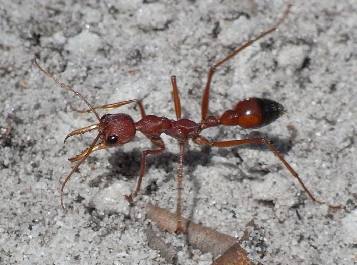 Myrmecia gulosa